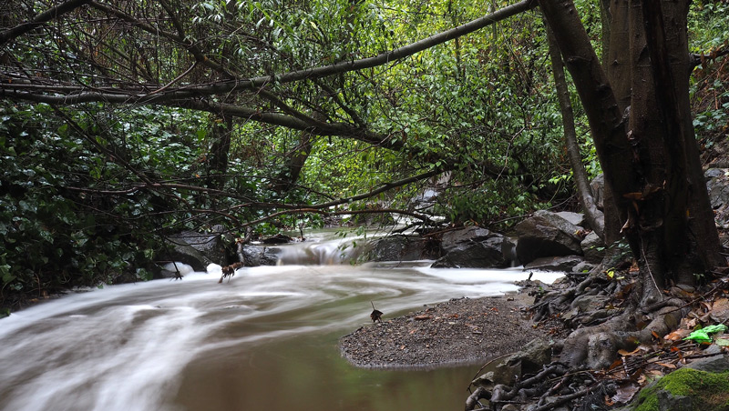 Sausal Creek